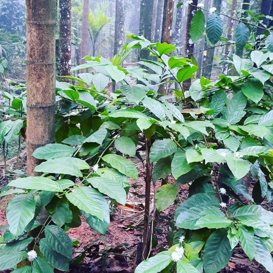 Hosamane Farm Inn Sringeri Ngoại thất bức ảnh