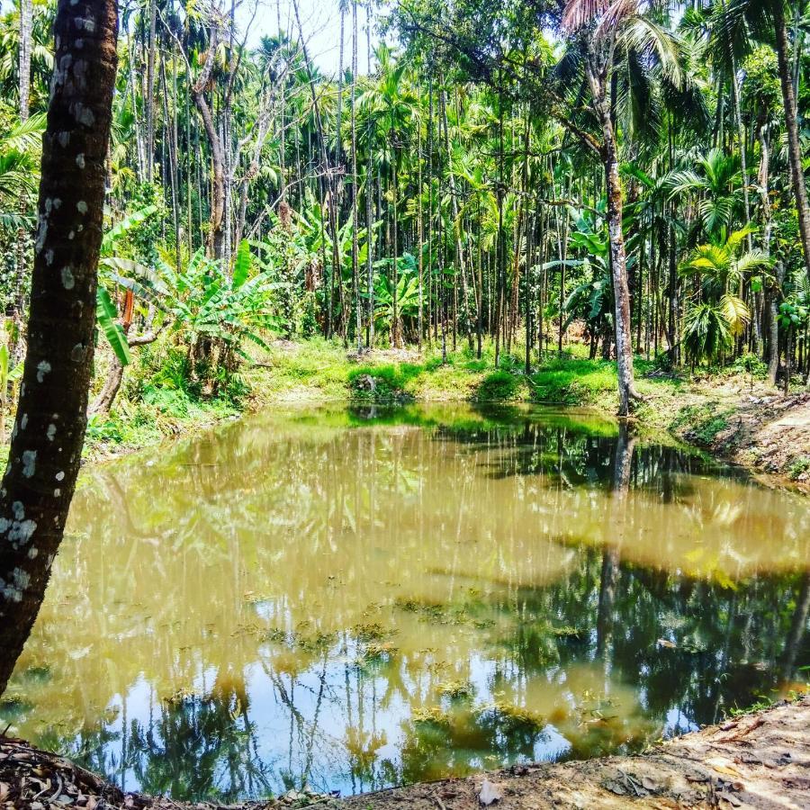 Hosamane Farm Inn Sringeri Ngoại thất bức ảnh
